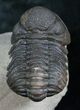 Large Bumpy Morocops Trilobite #13744-4